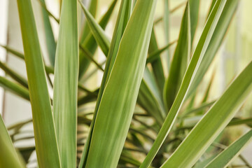 Vibrant green leaves background. Close-up shot of green leaves. Multiple layers of abstract green shapes. Presentation or website background. 