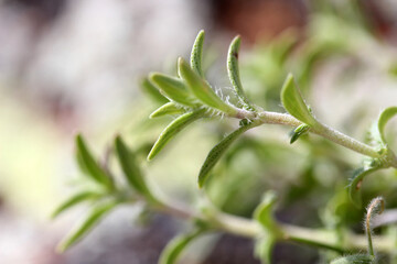 Original scented thyme. Aromatic herb used in cooking.