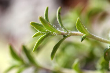 Original scented thyme. Aromatic herb used in cooking.