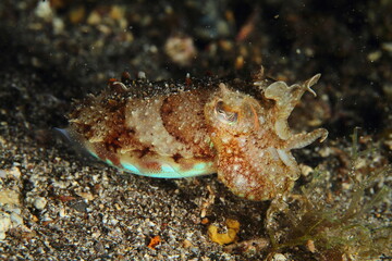 cuttlefish in its marine environment