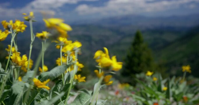 Beautiful yellow alpine flowers blowing in the wind on mountain top