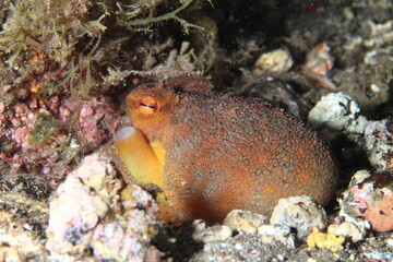 octopus in its marine environment