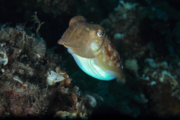 cuttlefish in its marine environment