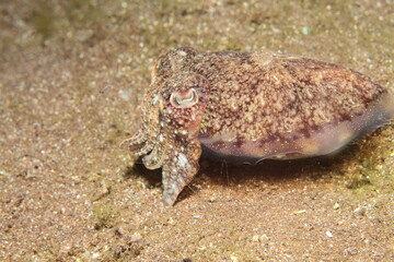 cuttlefish in its marine environment
