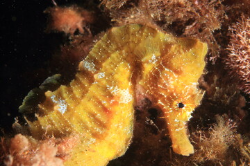 beautiful yellow seahorse in its marine environment at the bottom of the sea