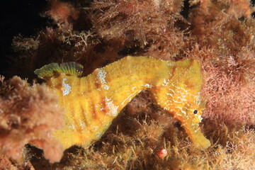 beautiful yellow seahorse in its marine environment at the bottom of the sea
