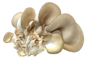fresh oyster mushrooms on a white background