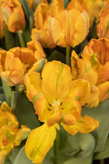 Obraz na płótnie Canvas yellow tulip flowers as background