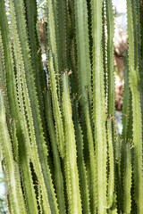 stems of prickly cactus as a background