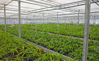 Bromeliad flower and Orchid nursery farm ornamental and flower green plant growing and hanging in the garden greenhouse under roof, selective focussed