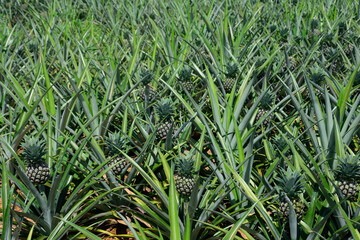 pineapple field for harvest to the indurstrail park in Thailand,the pineapple plant for supply to can fruits industrail.