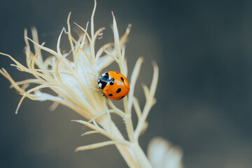 Ladybug close-up on a plant in a natural environment. Coccinellidae.
