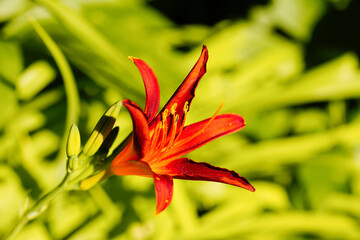 Fototapeta premium Red lily flower close-up. Flowering plant. 