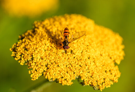 A hoverfly collects nectar on a yellow flower. Insect close-up. Syrphidae.
