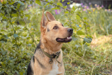 Close-up of the head of a young mixed breed dog in nature. Portrait of a cute, curious dog with an open mouth sitting in the park