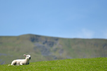 Fototapeta premium Sheep and lambs near Ribbleshead in Yorkshire Dales
