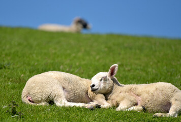 Sheep and lambs near Ribbleshead in Yorkshire Dales