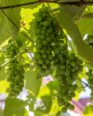 Green unripe grapes and leaves at vineyard