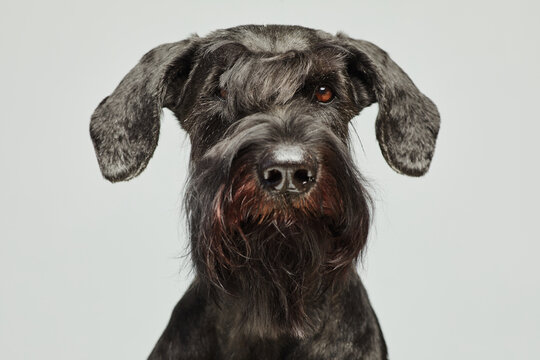 Portrait Of Black Schnauzer With Brown Eyes Looking At Camera Isolated On White Background