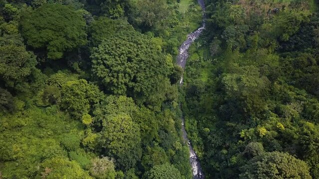 Bromo Rainforest Aerial Drone