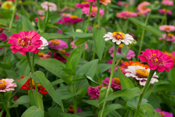 flowers in the garden
