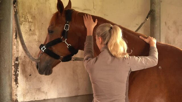 Dressage Rider Showing Love And Care To A Danish Warmblood Sport Horse In The Barn. medium shot