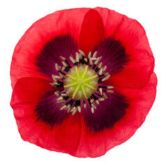 Red Poppy isolated with transparent background