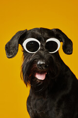 Portrait of black schnauzer dog wearing sunglasses posing against yellow background