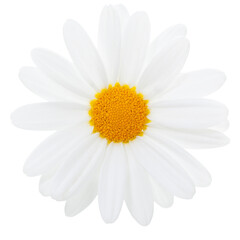 Marguerite Daisy isolated with transparent background