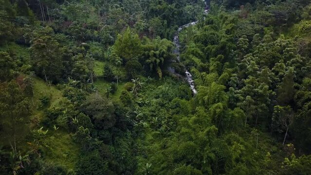 Bromo Rainforest Aerial Drone