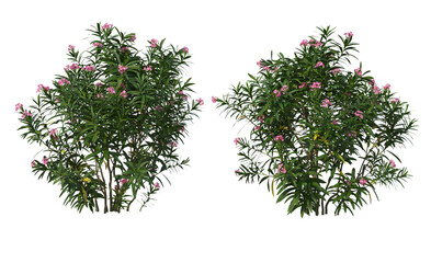 Shrubs and flowers on a transparent background.