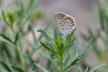 tiny butterfly perched on little grass, Plebejus christophi