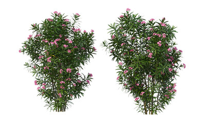 Shrubs and flowers on a transparent background.