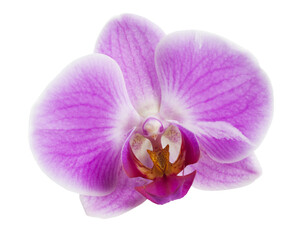 Fototapeta na wymiar Purple Orchid Blossom Isolated with transparent background
