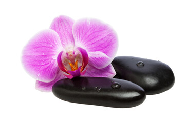 Orchid Blossom and Pebbles with transparent background - 522415117