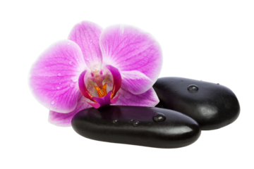 Orchid Blossom and Pebbles with transparent background