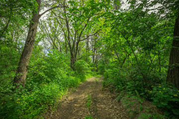 summer landscape in rural areas