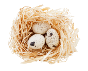 nest with spotted eggs isolated on transparent background