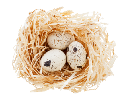 nest with spotted eggs isolated on transparent background