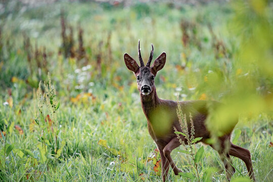 Chevreuil aux aguets