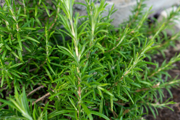 Fresh Rosemary Herb grow outdoor.