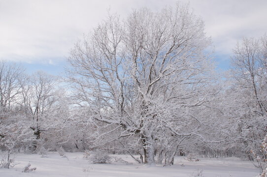 árboles nevados