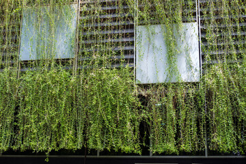 City green wall with growing vines