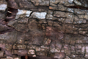 texture of a breadfruit tree 