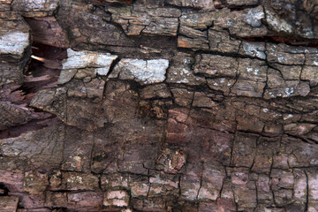 Fototapeta premium texture of a breadfruit tree 