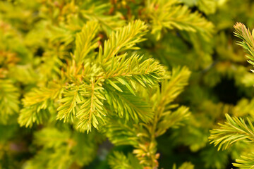 Common Yew Semperaurea