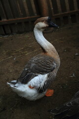 Chinese goose domestic bird