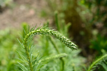 September Glory Gayfeather