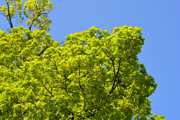 Small-leaved lime