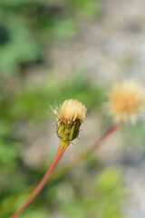 Greater hawkbit